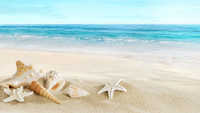 Ein Sandstrand mit Muscheln und Seesternen im Vordergrund im Sand
